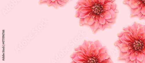 Banner with dahlia flowers head on a pink pastel background. Springtime botany concept. Decorative plant closeup.