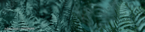 Panorama fern leaves on a green background.