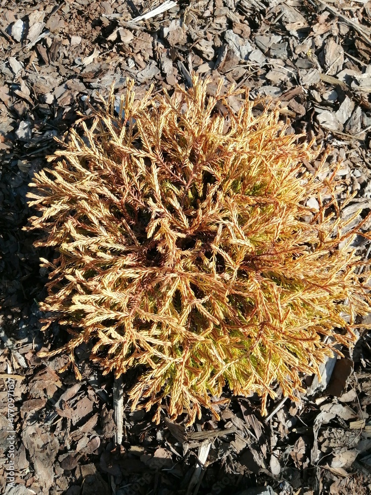 Low dwarf yellow and orange Thuja Golden Tuffet with an unusual braided needles on a mulched garden bed top view Low dwarf yellow and orange Thuja Golden Tuffet with an unusual braided needles on a mulched garden bed top view