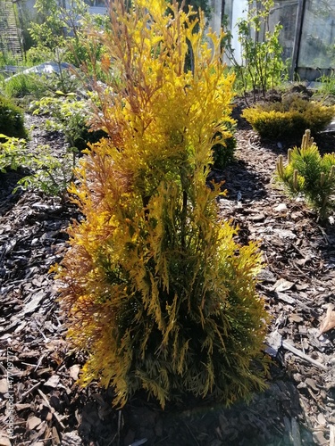 bright yellow Thuja occidentalis Malonyana Aurea on a mulched bed with other conifers photo