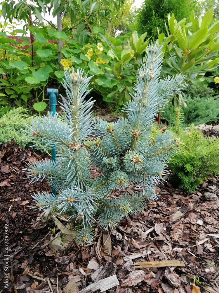 small Abies lasiocarpa Compacta sapling with silver and blue needles on ...
