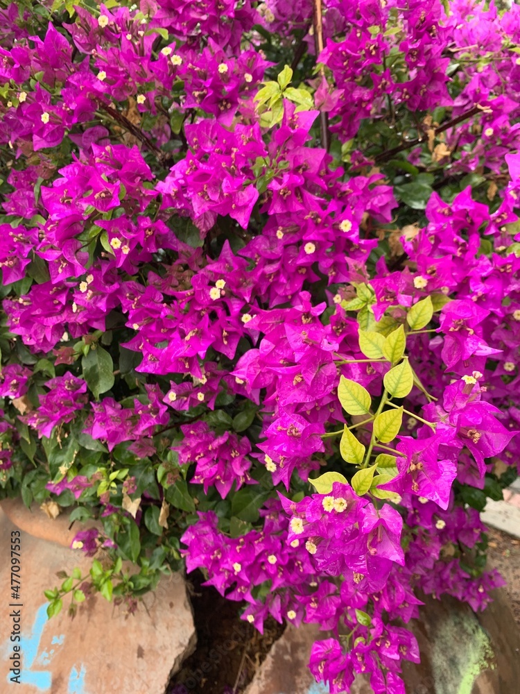 Purple flowers, blooming bush with purple flowers, natural background