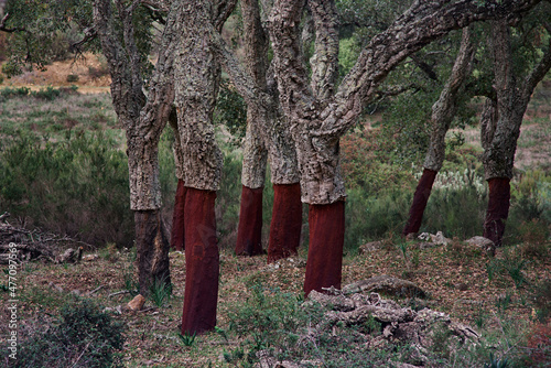 Los Alcornocales Natural Park in Cadiz.  Cork oaks (Quercus suber) whose bark has been extracted for cork production. Cortes de la Frontera, Andalusia. spain photo