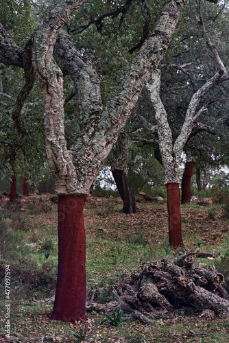 Los Alcornocales Natural Park in Cadiz.  Cork oaks (Quercus suber) whose bark has been extracted for cork production. Cortes de la Frontera, Andalusia. spain
