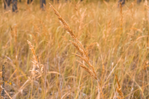 Close up calamagrostis epigejos, reed grass in autumn orange colours