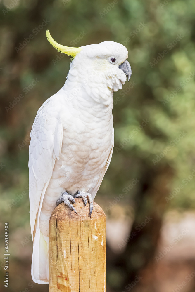 Portrait of sulphur-crested cockatoo (Cacatua galerita) perching on top of pole Portrait of sulphur-crested cockatoo (Cacatua galerita) perching on top of pole