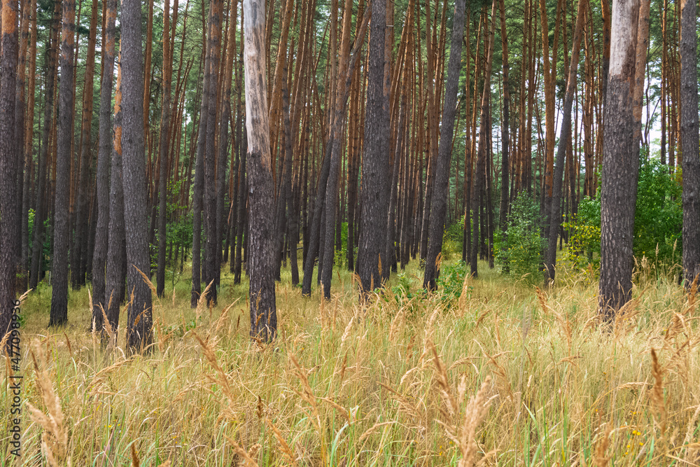 Coniferous trees and yellow reed grass in the forest in the end of August Coniferous trees and yellow reed grass in the forest in the end of August