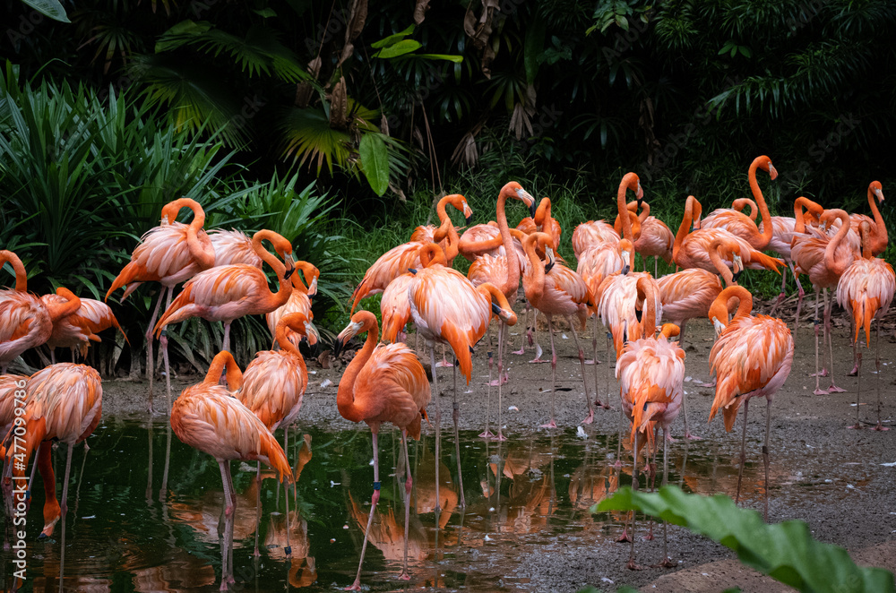 Photograph of Caribbean flamingoes together at a lake Photograph of Caribbean flamingoes together at a lake