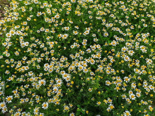 Daisy field flower background close up