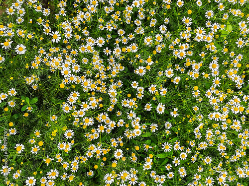 Daisy field flower background close up