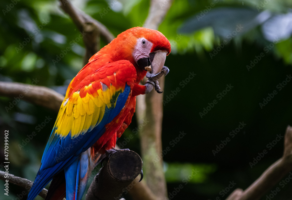 Portrait of the scarlet macaw (Ara macao)