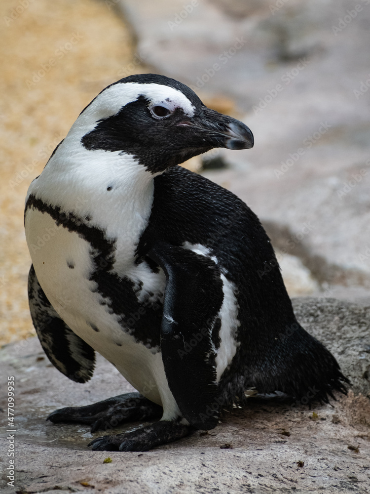 Obraz premium Juvenile African penguin photographed on a rock 