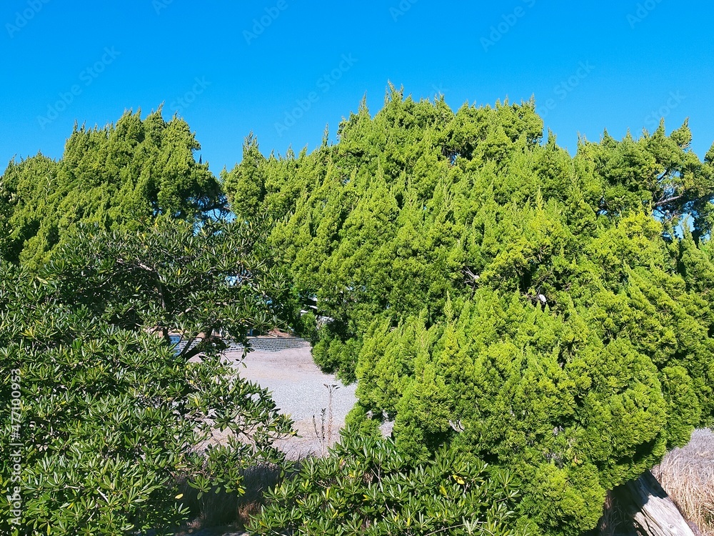 Obraz premium 木と空