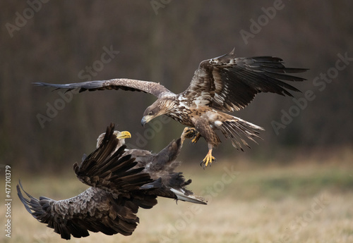 Two white-tailed eagles (Haliaeetus albicilla) fighting mid-air photo