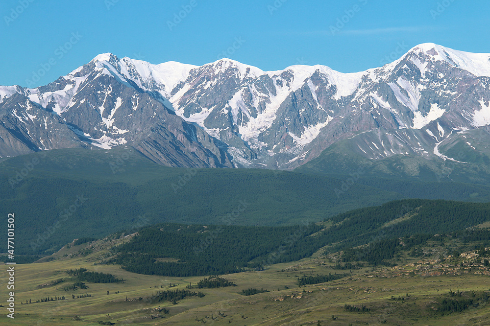 A huge mountain North-Chuisky range with snow-capped peaks and Kurai steppe in summer in sunny weather, in the foreground hills with forest and a valley with grass and stones, clear sky