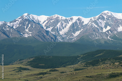 A huge mountain North-Chuisky range with snow-capped peaks and Kurai steppe in summer in sunny weather, in the foreground hills with forest and a valley with grass and stones, clear sky