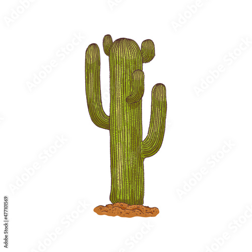 Spiny desert cactus with thorn, sketch colorful vector illustration isolated.
