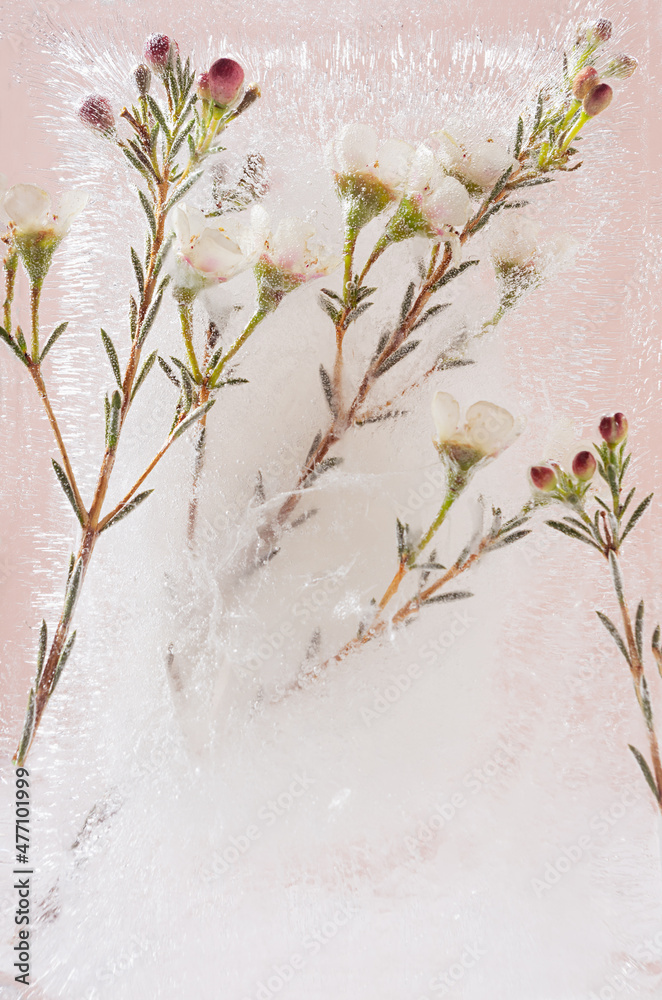 Spring white flowers sakura frozen in ice on pastel soft light pink background as season abstract floral texture, closeup, detail, vertical.
