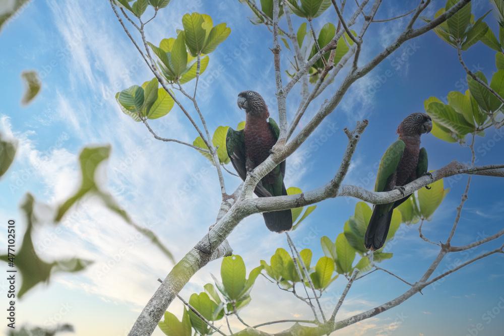 Obraz premium Red-fan parrot (Hawk-headed), also known in Brazil as Anacã (Deroptyus accipitrinus), in a branch tree.