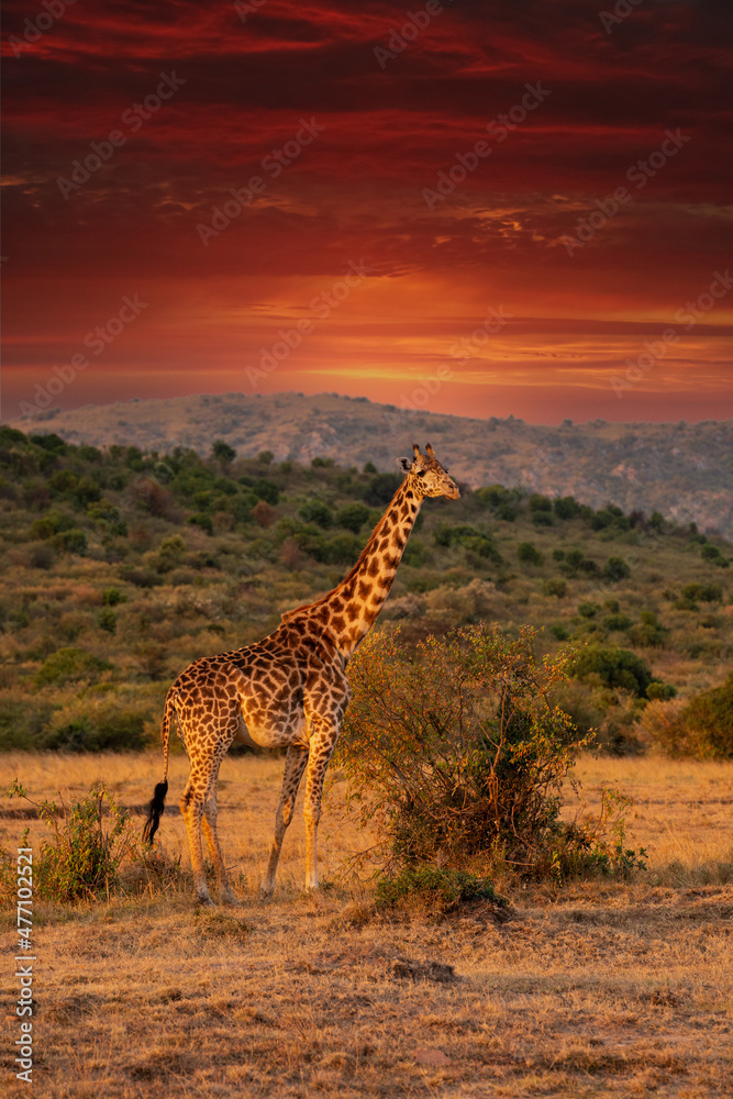 Fototapeta premium Giraffe in front Amboseli national park Kenya masai mara.(Giraffa reticulata) sunset.