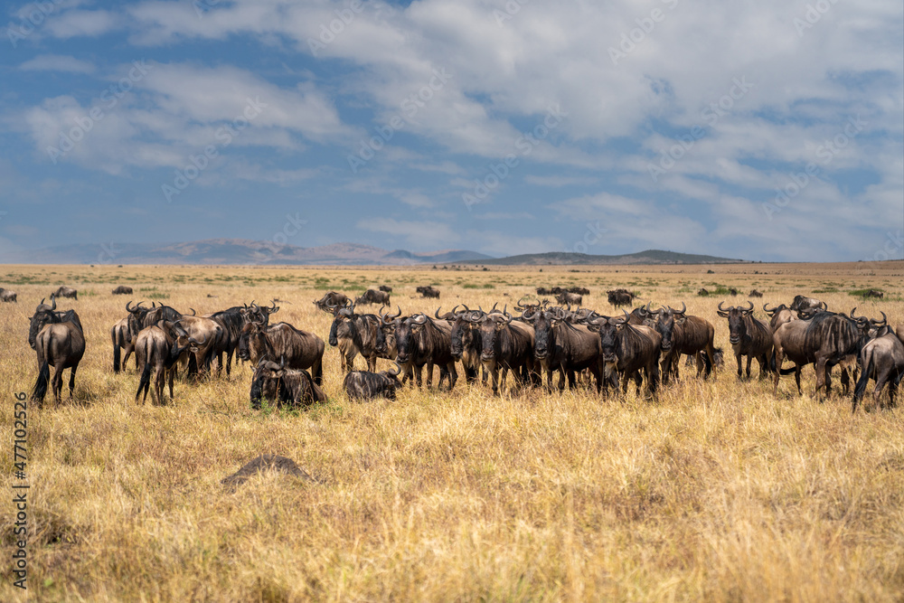 Obraz premium Wildebeest migration, Serengeti National Park, Tanzania, Africa