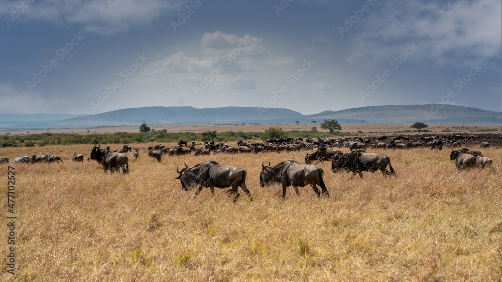 Wildebeest migration, Serengeti National Park, Tanzania, Africa