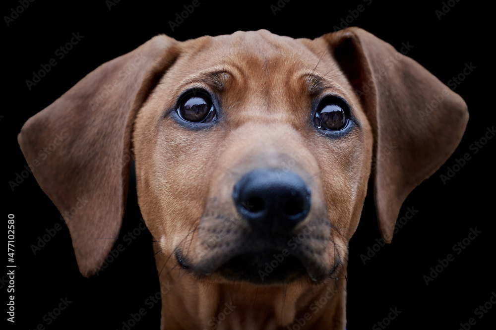 Portrait of a brown Rhodesian Ridgeback dog puppy isolated on black background