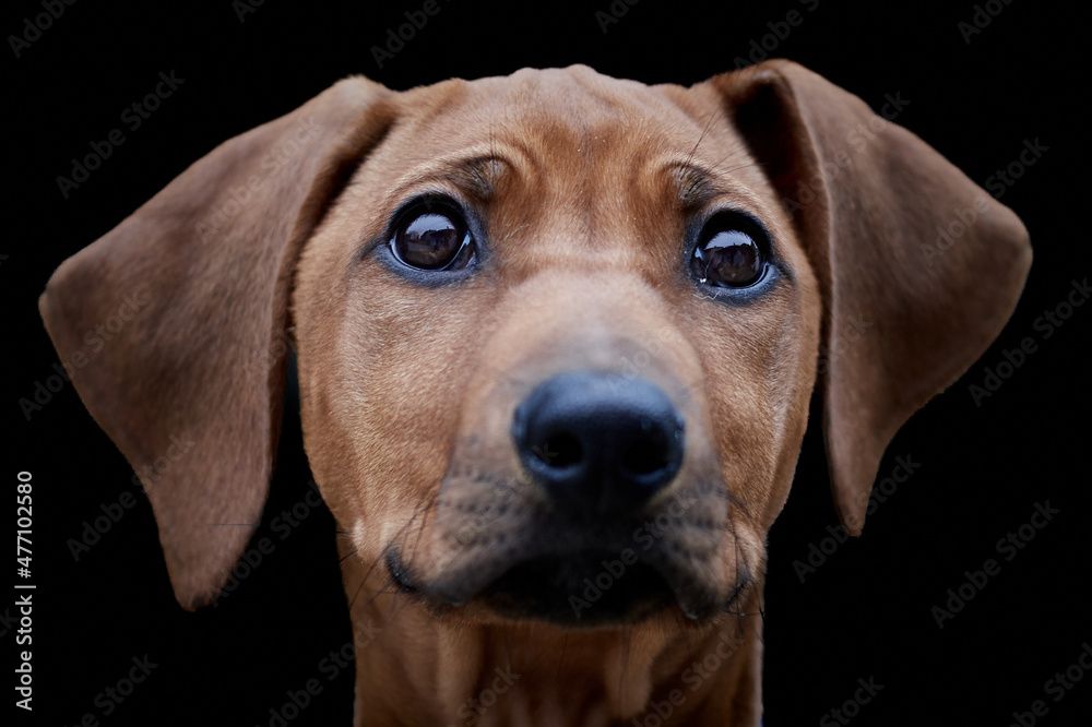 Portrait of a brown Rhodesian Ridgeback dog puppy isolated on black background Portrait of a brown Rhodesian Ridgeback dog puppy isolated on black background