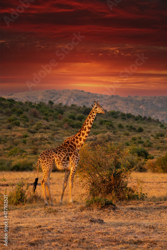 Giraffe in front Amboseli national park Kenya masai mara.(Giraffa reticulata) sunset.