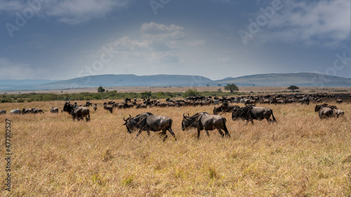 Wildebeest migration, Serengeti National Park, Tanzania, Africa © vaclav