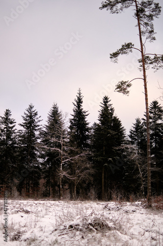 Zimowy widok na drzewa, las, Rezerwat Przyrody Jata photo