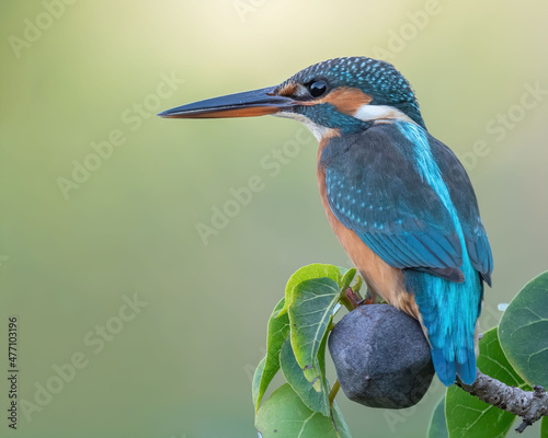 Common kingfisher rests on the edge of a tree