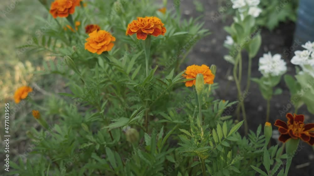 Bright and beautiful flowers in the spring garden. Blooming calendula flower has blossomed close-up Bright and beautiful flowers in the spring garden. Blooming calendula flower has blossomed close-up
