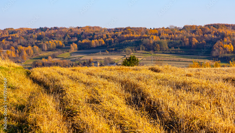 Fototapeta premium Autumn panoramic view of hills with fields and meadows with mixed forest surrounding Zagorzyce village south Sedziszow Malopolski town in Podkarpacie region of Lesser Poland