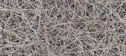 dry pine leaf texture background