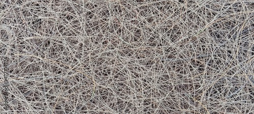 dry pine leaf texture background