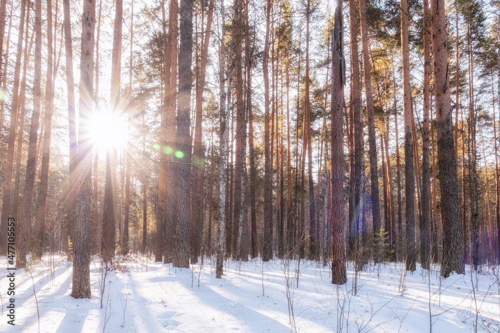 Beautiful winter landscape. winter forest.The Sun's rays pass through the trees in winter forest Beautiful winter landscape. winter forest.The Sun's rays pass through the trees in winter forest
