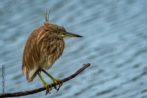 Indian Pond Heron or Ardeola grayii portrait stalk on prey from perched with flowing blue water in background at keoladeo national park or bharatpur bird sanctuary rajasthan india photo