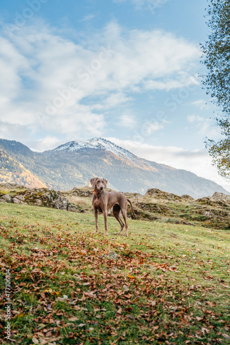 Weimaraner dog, weimaraner breed, on a mountain path, in the Aran Valley, Catalonia, Spain © ikuday