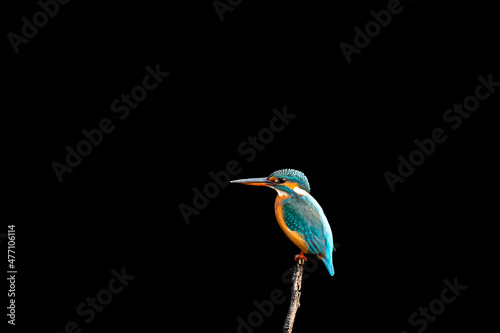 common kingfisher or Alcedo atthis bird in isolated black background at keoladeo national park or bharatpur bird sanctuary rajasthan india
