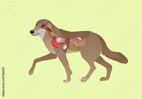 Dog and its anatomy  vector illustration