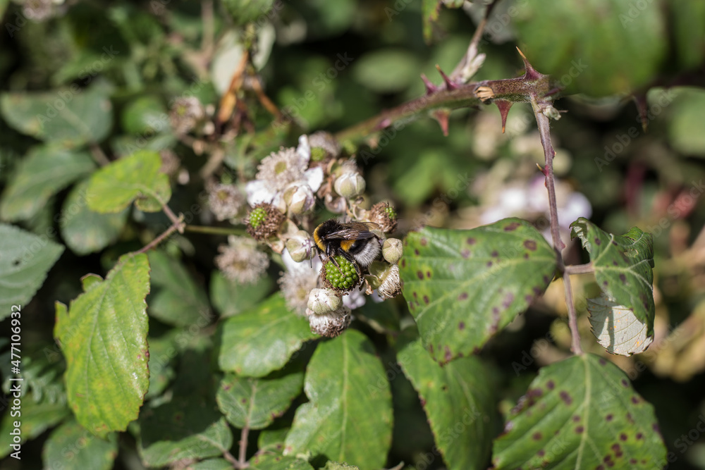 Bourdon qui butine une fleur Bourdon qui butine une fleur
