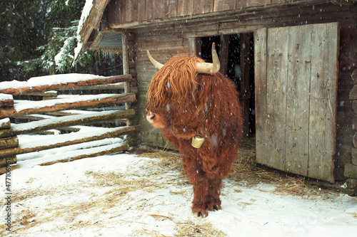 Scottish bull in winter landscape. Hairy bull standing in snowy yard.