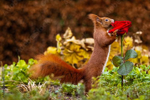 Eichhörnchen mit Rose