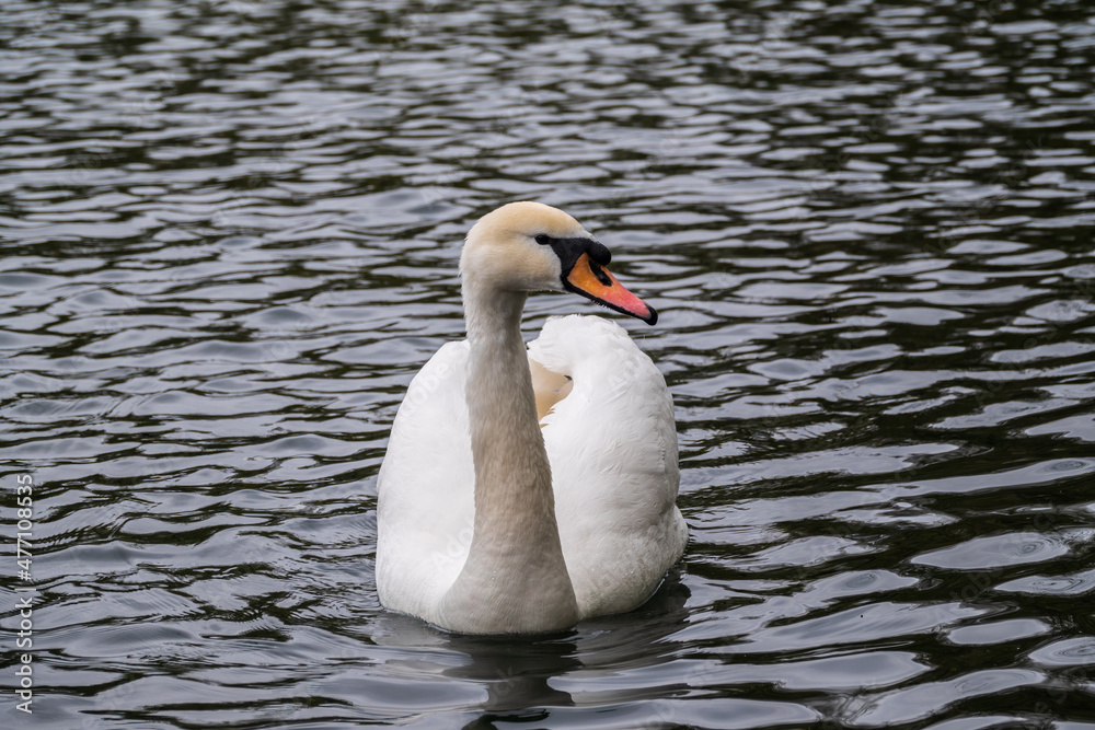 A graceful white swan swimming on a lake with dark water. The white swan is reflected in the water A graceful white swan swimming on a lake with dark water. The white swan is reflected in the water