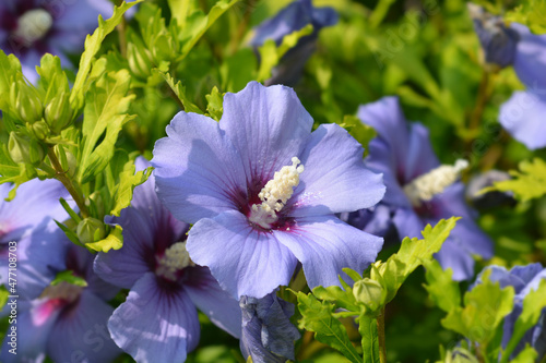 Cuadro en lienzo Rose Of Sharon