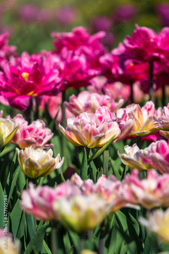 Beautiful pink and white tulips flower bed in the green spring garden Beautiful pink and white tulips flower bed in the green spring garden