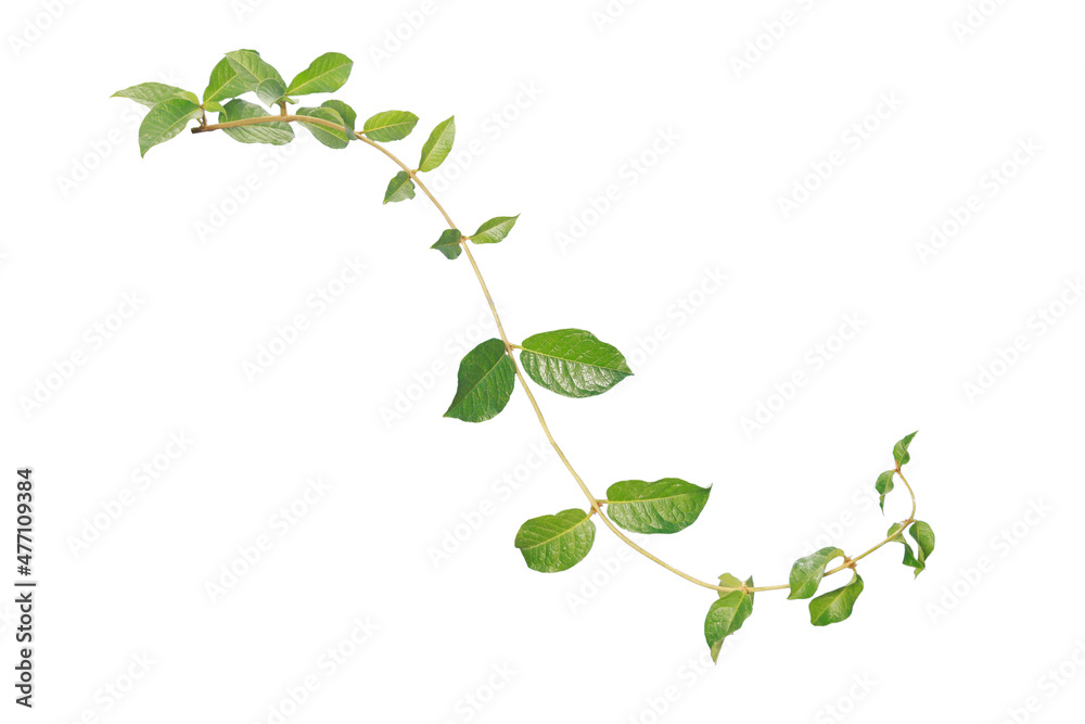 Purple Wreath leaves isolated on white background make with lipping path. Green ivy concept. Purple Wreath leaves isolated on white background make with lipping path. Green ivy concept.