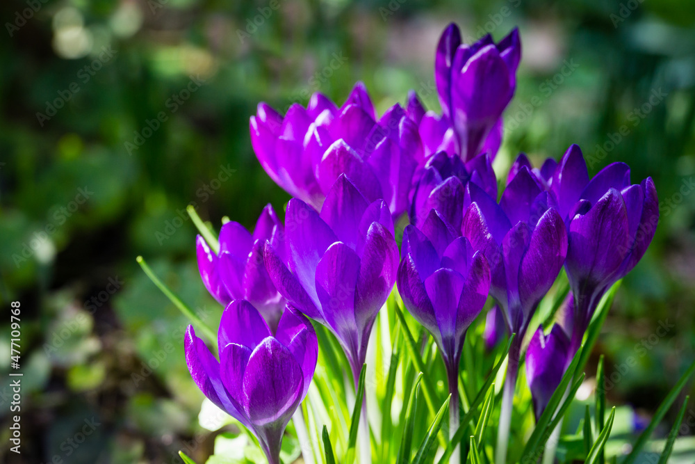 A lot of violet crocuses in early spring garden. Close-up flowering crocus Ruby Giant on natural green background. Soft selective focus. A lot of violet crocuses in early spring garden. Close-up flowering crocus Ruby Giant on natural green background. Soft selective focus.