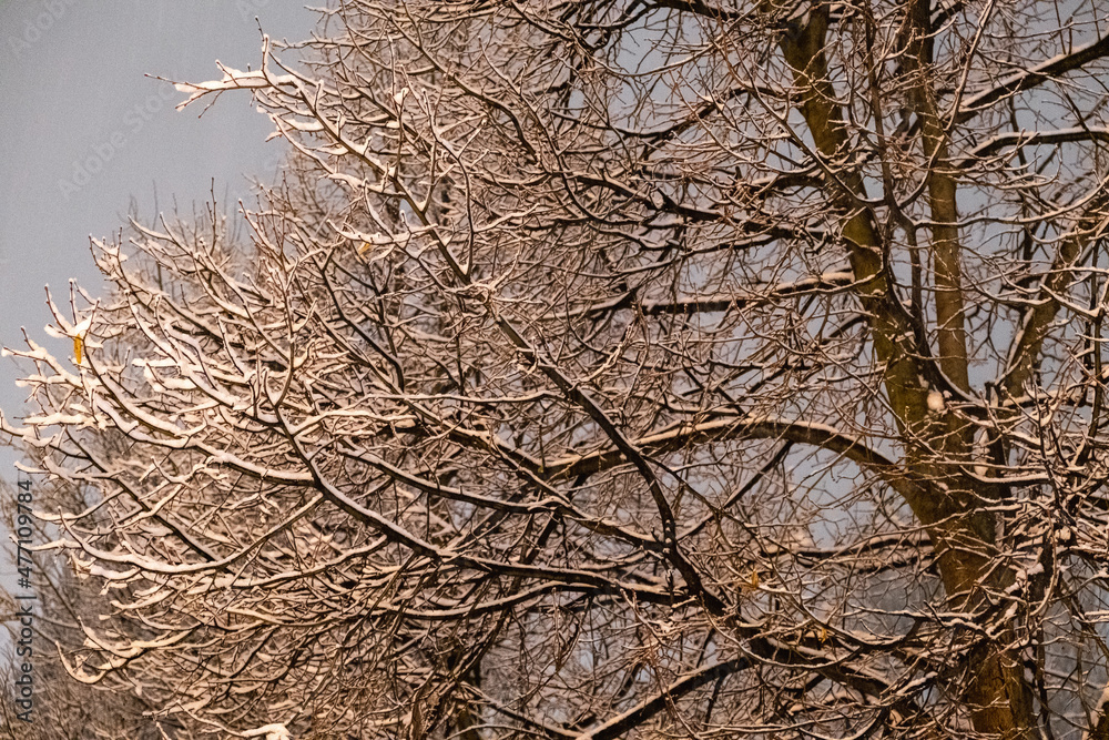 Frosty day. Real winter and snowfall Frosty day. Real winter and snowfall